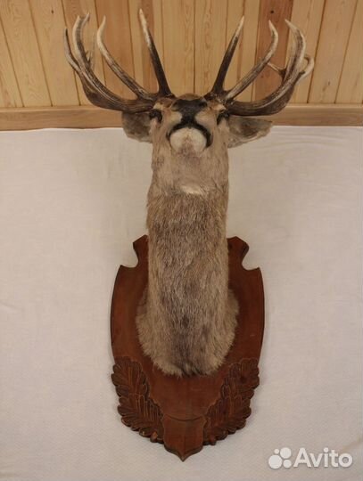 Голова Благородного Оленя