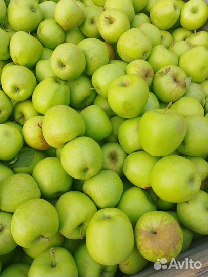 Яблоки