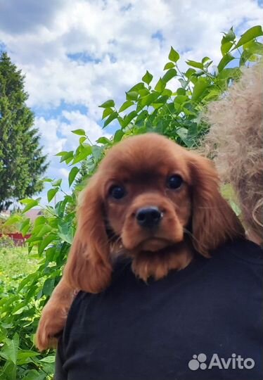 Щенок Кавалер Кинг Чарльз Спаниель рубин