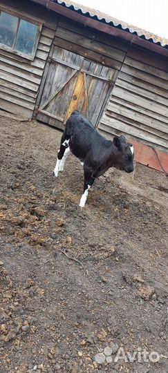 Телочка 2 месяца