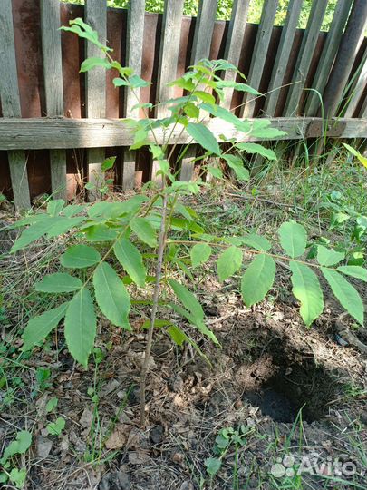 Маньчжурский орех саженцы