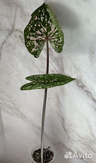 Каладиум Elise