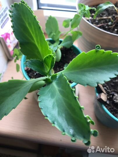 Каланхоэ цветущий и не только