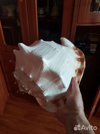 Огромная ракушка
