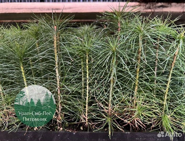 Сосна зкс окс сеянцы Ель Лиственница Голуб Горная