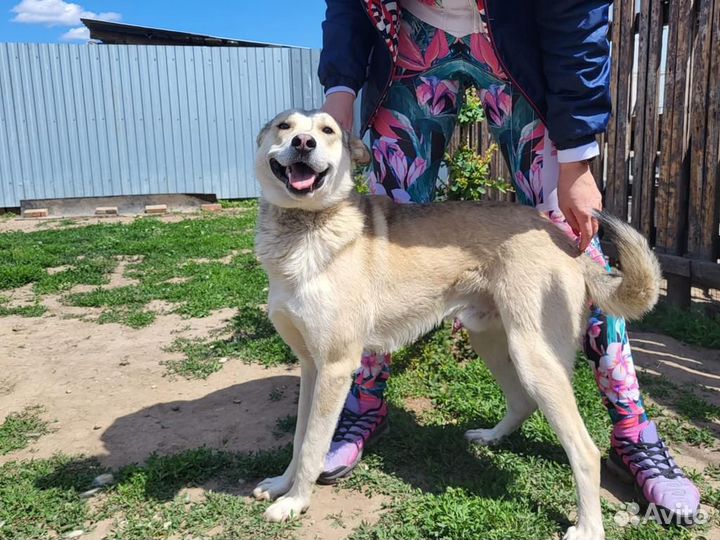 Собака в добрые руки отдам бесплатно