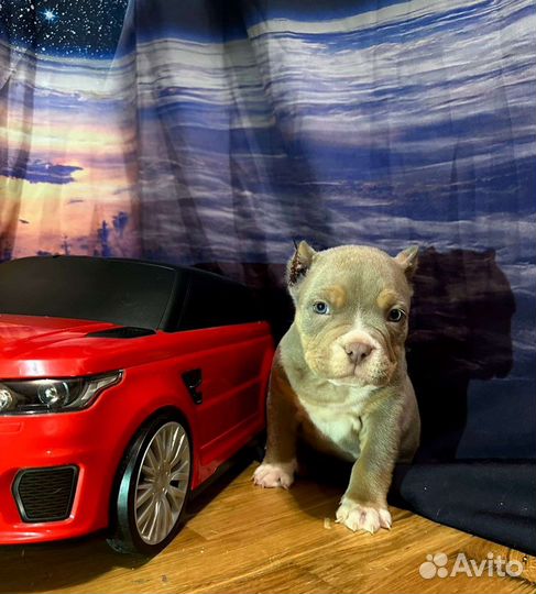 Американский булли щенки покет и экзоты