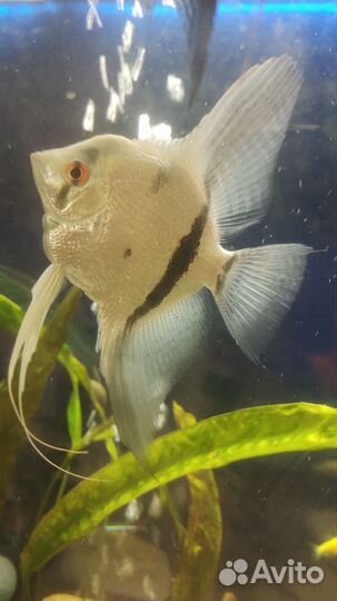 Рыбки Скалярии