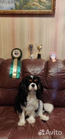 Вязка Кавалер кинг чарльз спаниель