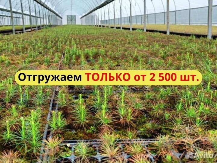 Сеянцы ели европейской зкс от производителя