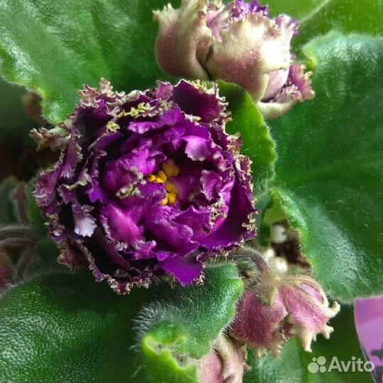 Детки сортовых фиалок