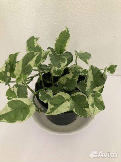 Сциндапсусы,эпипремнумы,сансевиерия