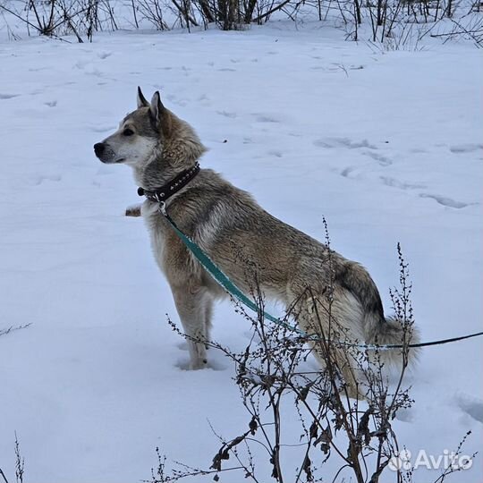 Собака в добрые руки отдам бесплатно