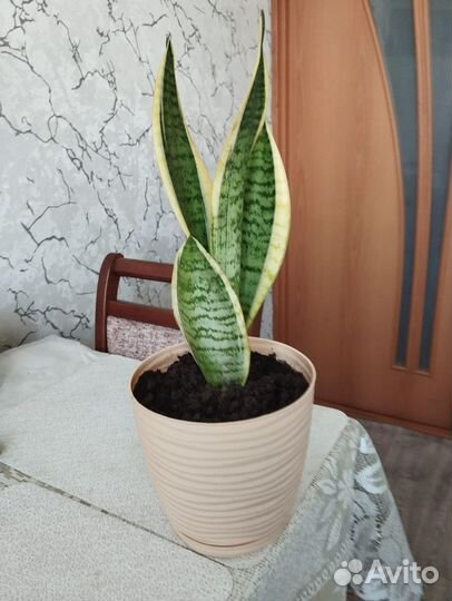 Сансевиерия лауренти