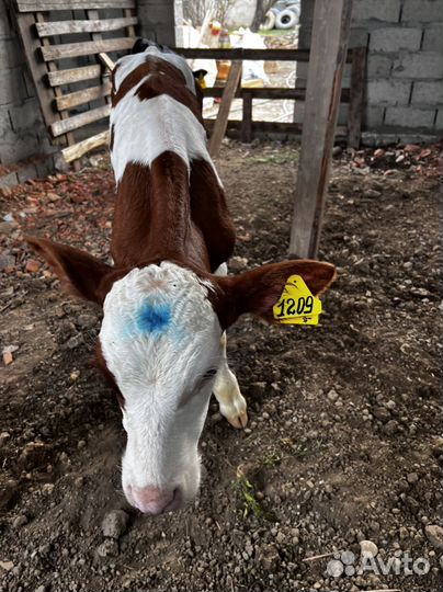 Телята телочки