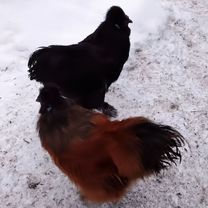 Китайские шелковые петушки