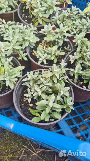 Бересклеты разные, ясколка войлочная, вербейник