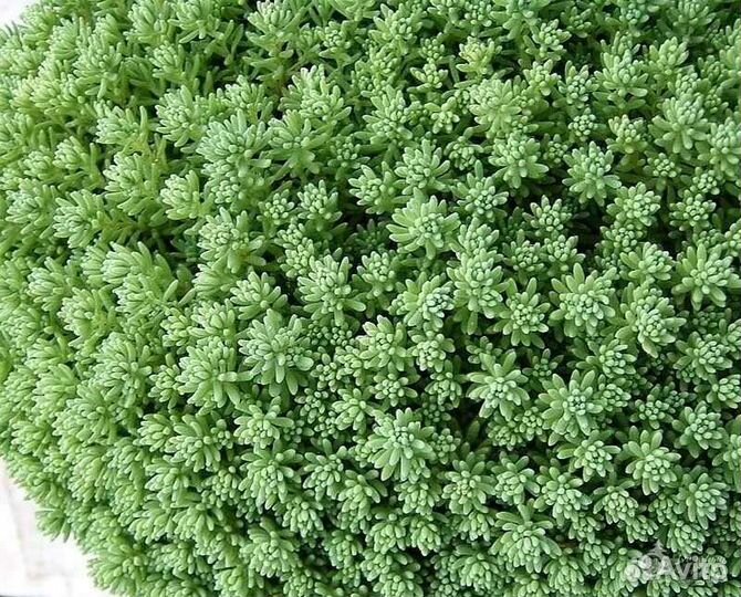 Очиток испанский.Почвопокровники