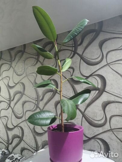 Продам цветы комнатные