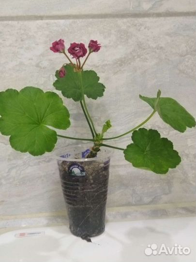 Пеларгония герань сортовая