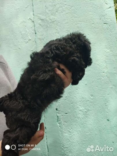 Собака маленькая порода