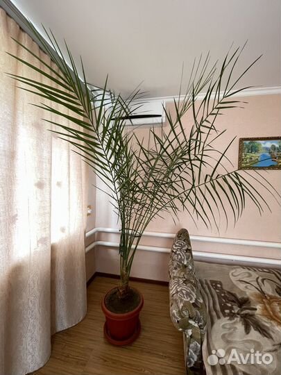 Финиковая пальма