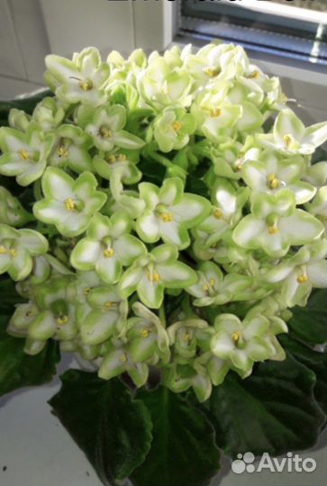 Фиалки сортовые