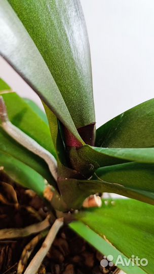 Орхидея фаленопсис cardinal большая