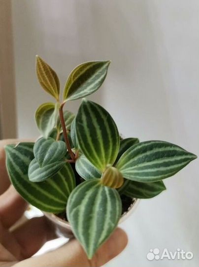 Комнатные растения