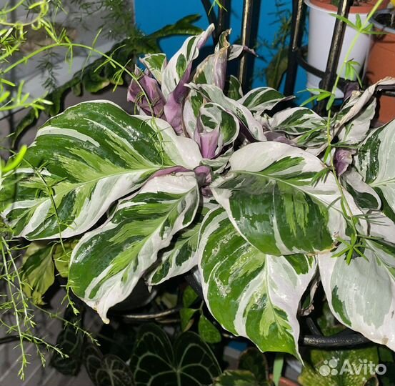 Калатея white fusion