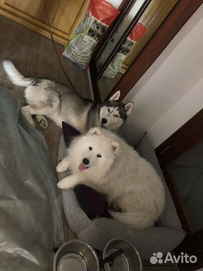 Хаски кабель