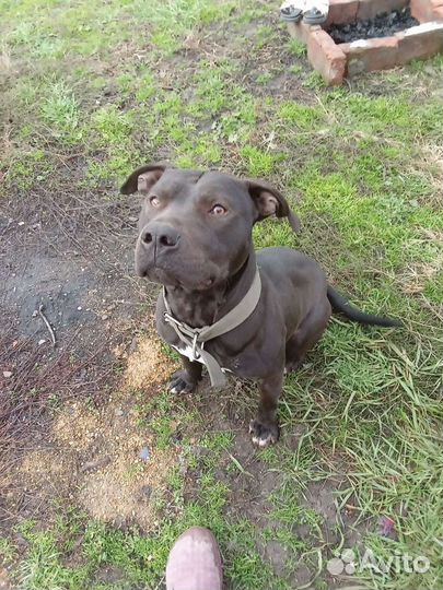 Питбультерьер