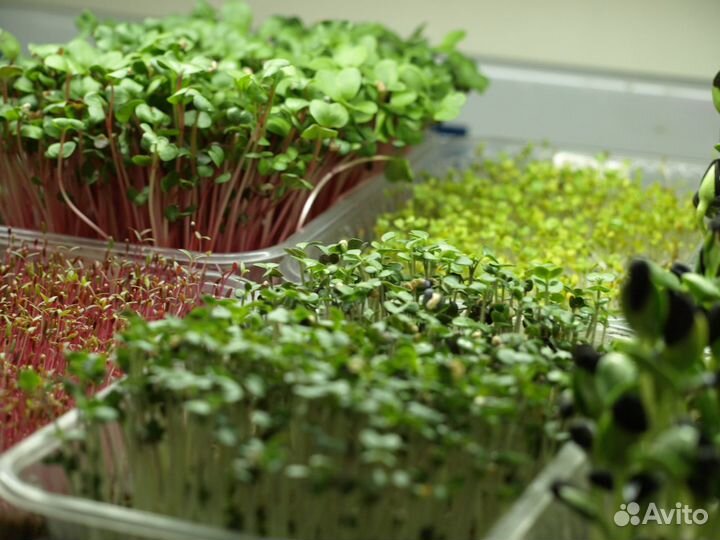Микрозелень