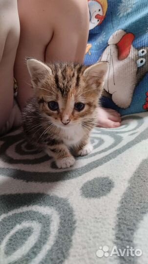 Котенок