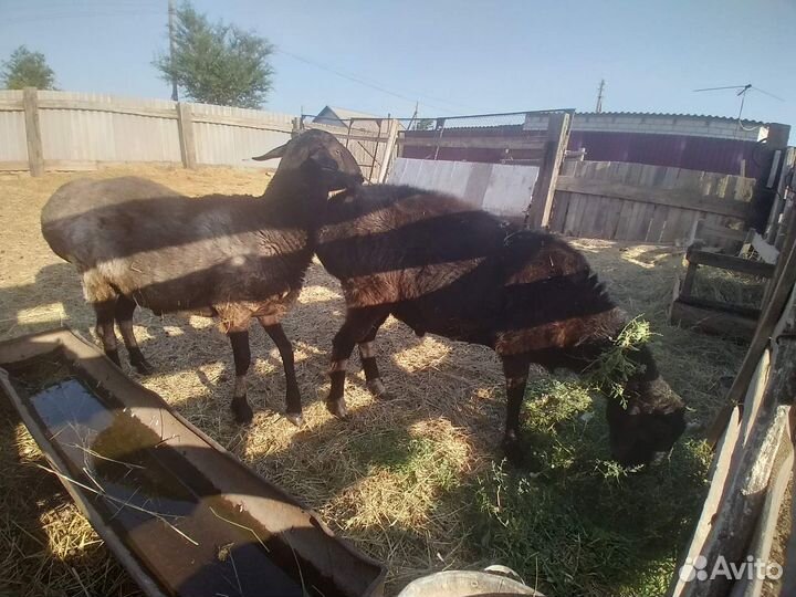 Племенные бараны