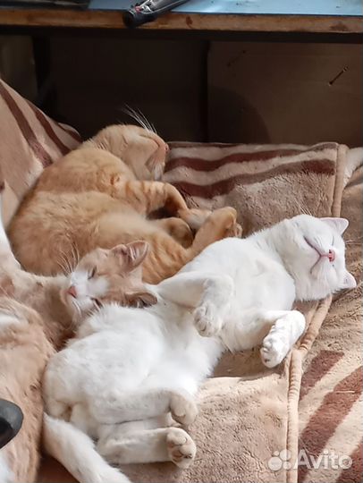 Коты от мамы турецкая ангора