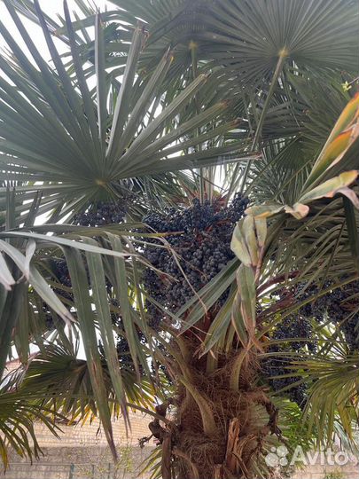 Семена пальмы Форчуна Трахикарпус