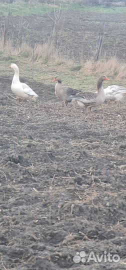 Продажа гусей.на племя и мясо