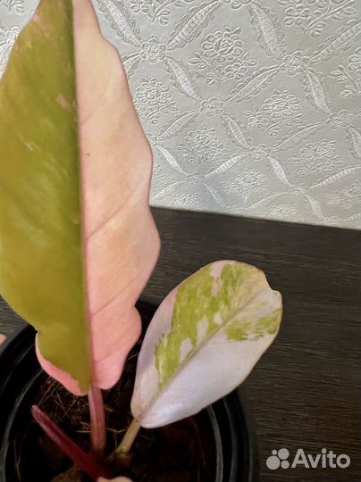 Филодендрон Карамель Марбл вариег