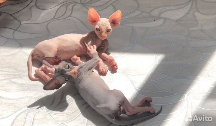 Подарки для любимых