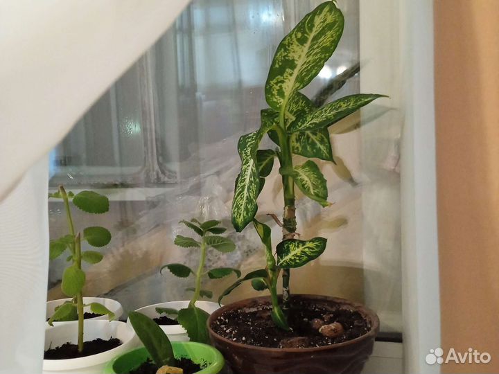 Диффенбахия