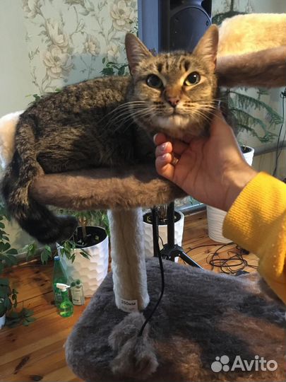 Кошка в дар