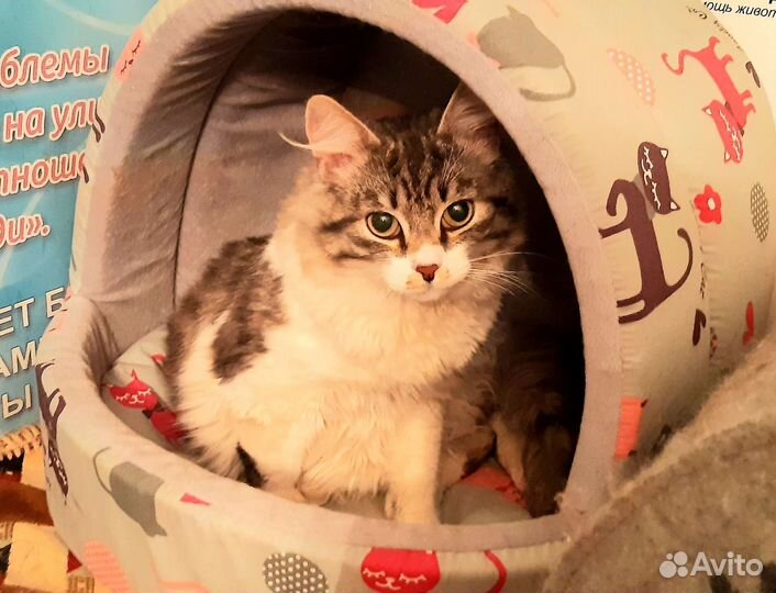 Чудесный котик матис