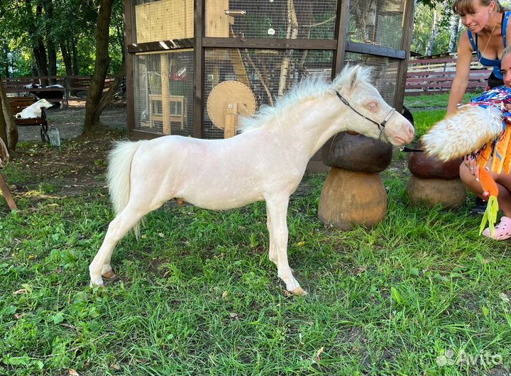 Крошечный мини-шетти пони (мини лошадь)