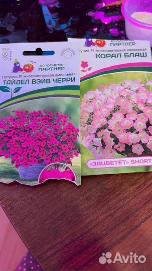 Рассада петунии