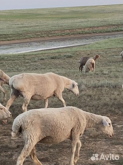 Матки Бараны