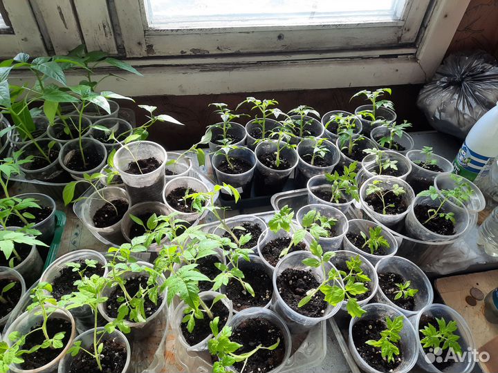 Рассада помидор, баклажан