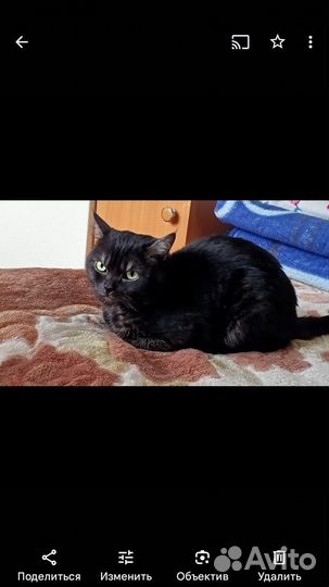 Кошка