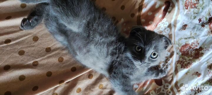 Шотландская вислоухий котенок