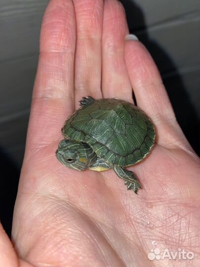 Черепаха водная